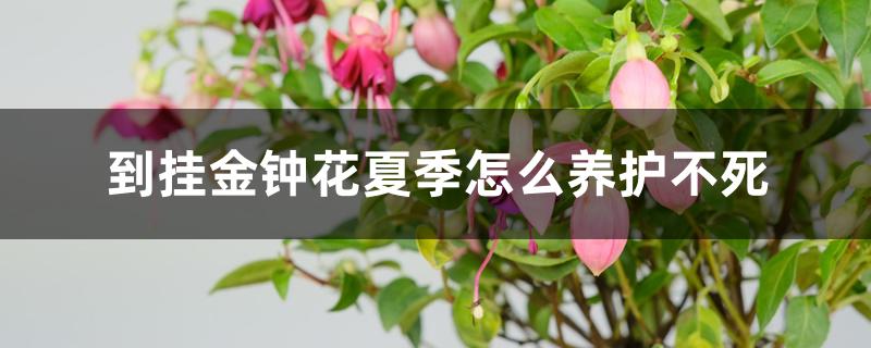 到挂金钟花夏季怎么养护不死 到挂金钟花夏季怎么养护不死