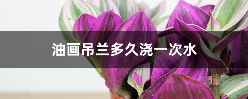 油画吊兰多久浇一次水