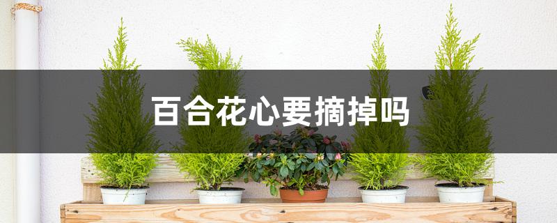 百合花心要摘掉吗 百合花心要摘掉吗