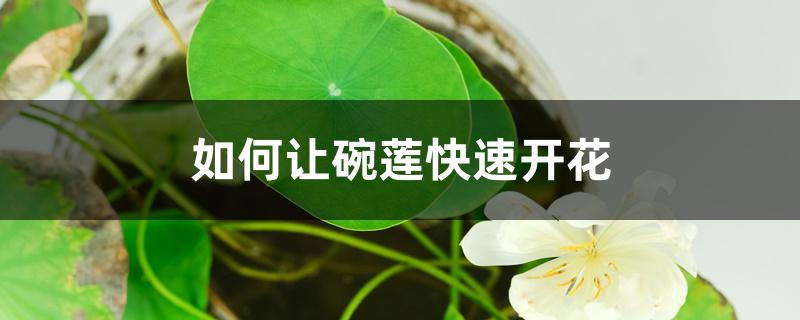 如何让碗莲快速开花 如何让碗莲快速开花