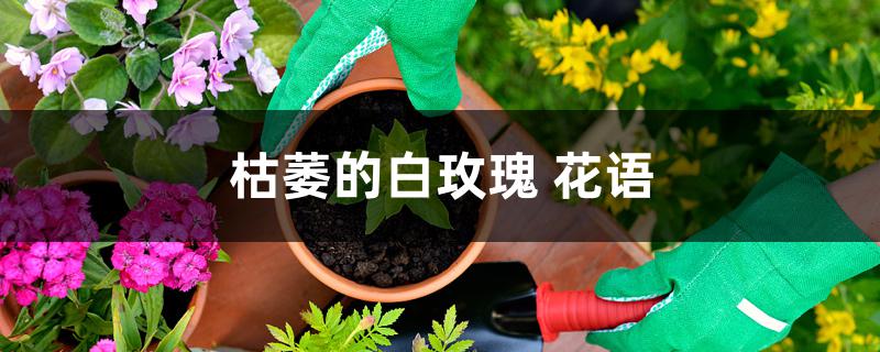 枯萎的白玫瑰 花语 枯萎的白玫瑰 花语