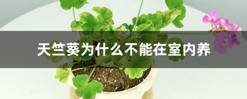 天竺葵为什么不能在室内养 天竺葵为什么不能在室内养