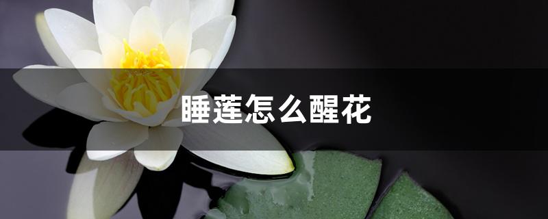 睡莲怎么醒花 睡莲怎么醒花