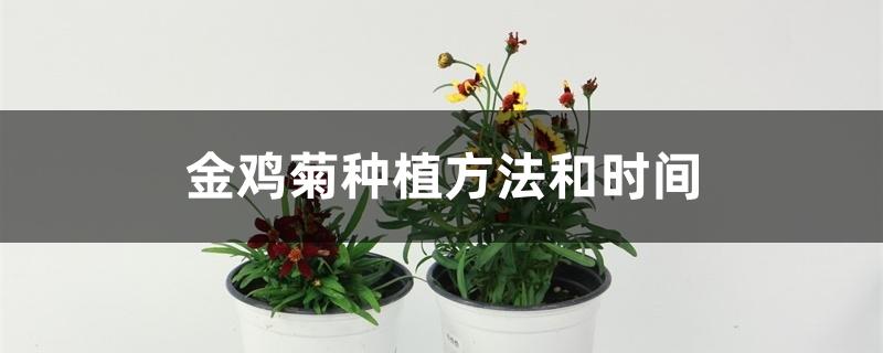 金鸡菊种植方法和时间 金鸡菊种植方法和时间