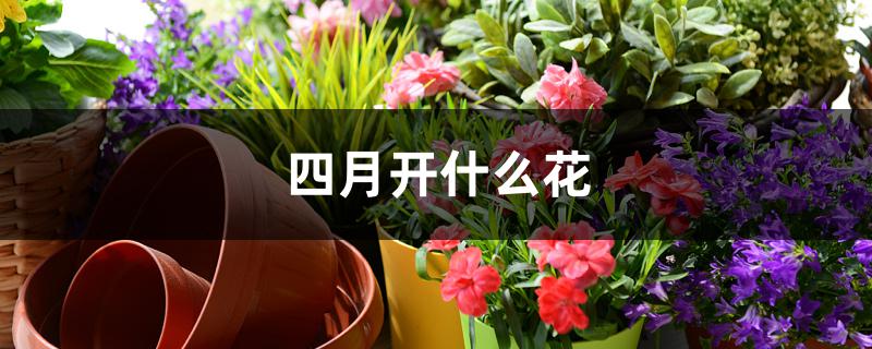 四月开什么花 四月开什么花