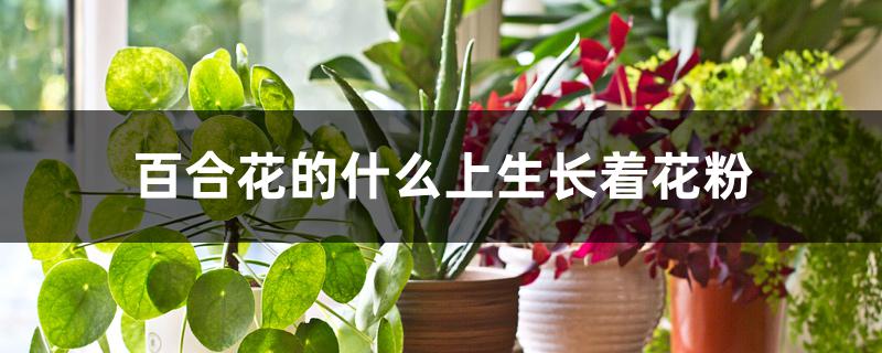 百合花的什么上生长着花粉 百合花的什么上生长着花粉