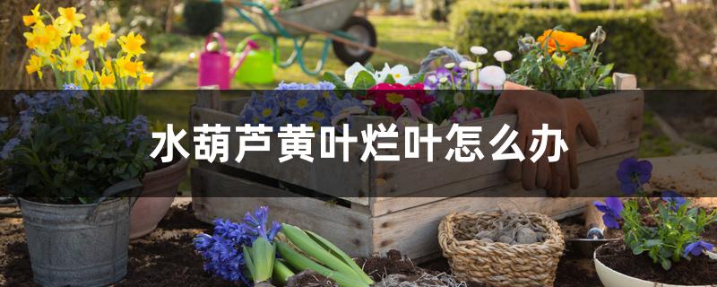 水葫芦黄叶烂叶怎么办 水葫芦黄叶烂叶怎么办