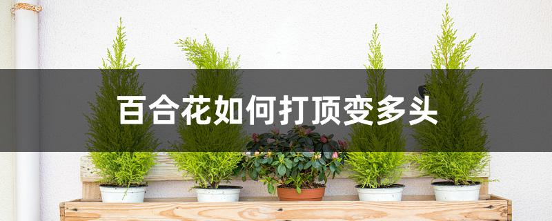 百合花如何打顶变多头