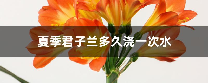 夏季君子兰多久浇一次水 夏季君子兰多久浇一次水