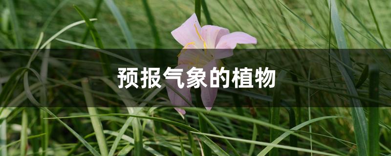 预报气象的植物 预报气象的植物