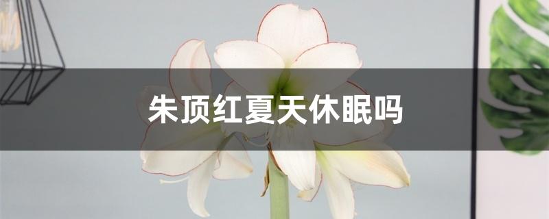 朱顶红夏天休眠吗 朱顶红夏天休眠吗
