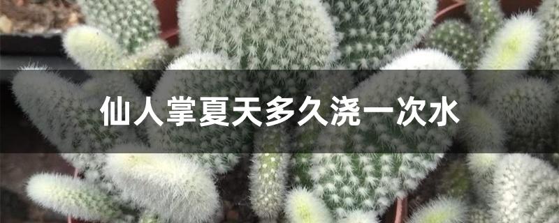 仙人掌夏天多久浇一次水 仙人掌夏天多久浇一次水
