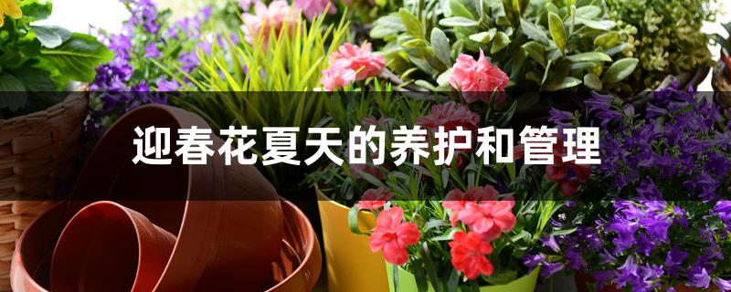 迎春花夏天的养护和管理 迎春花夏天的养护和管理