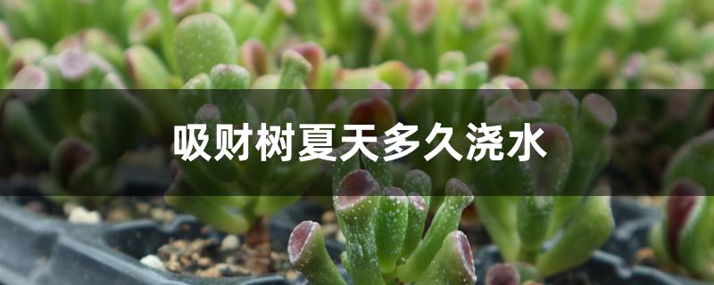 吸财树夏天多久浇水 吸财树夏天多久浇水