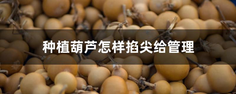 种植葫芦怎样掐尖给管理 种植葫芦怎样掐尖给管理