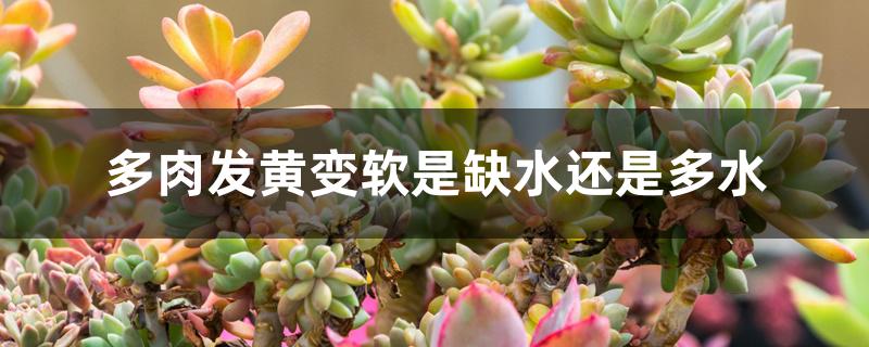 多肉发黄变软是缺水还是多水 多肉发黄变软是缺水还是多水