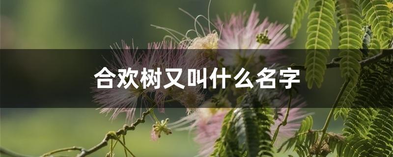 合欢树又叫什么名字 合欢树又叫什么名字
