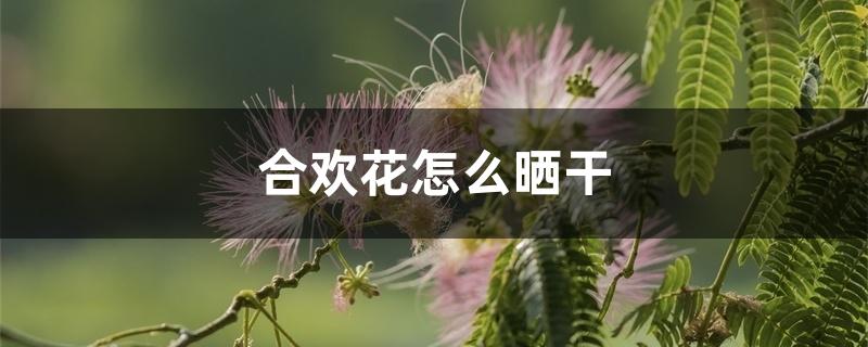 合欢花怎么晒干 合欢花怎么晒干
