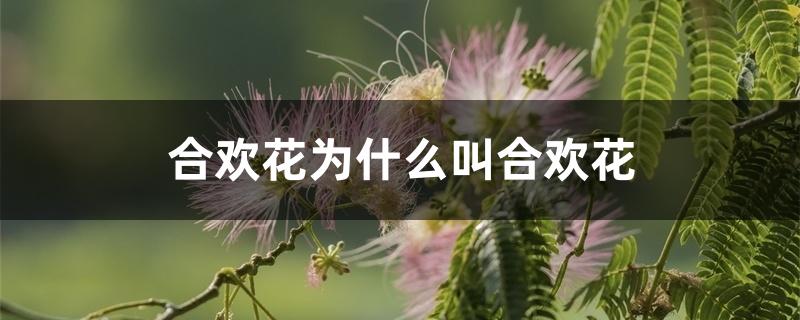 合欢花为什么叫合欢花 合欢花为什么叫合欢花