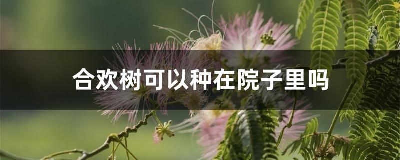 合欢树可以种在院子里吗 合欢树可以种在院子里吗