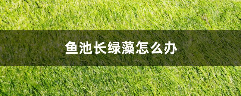 鱼池长绿藻怎么办