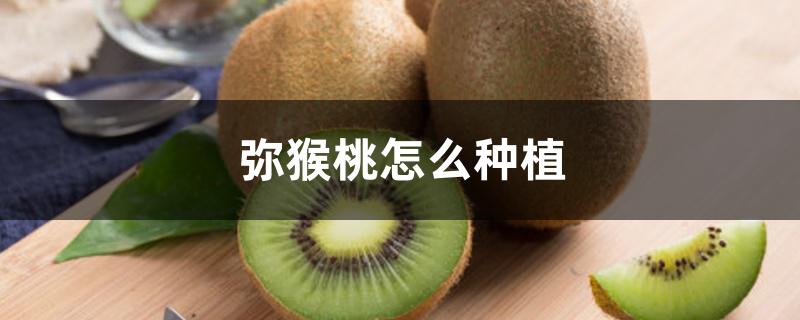 弥猴桃怎么种植 弥猴桃怎么种植