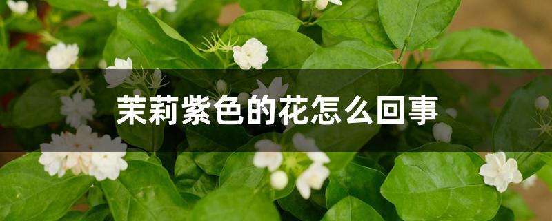 茉莉紫色的花怎么回事 茉莉紫色的花怎么回事