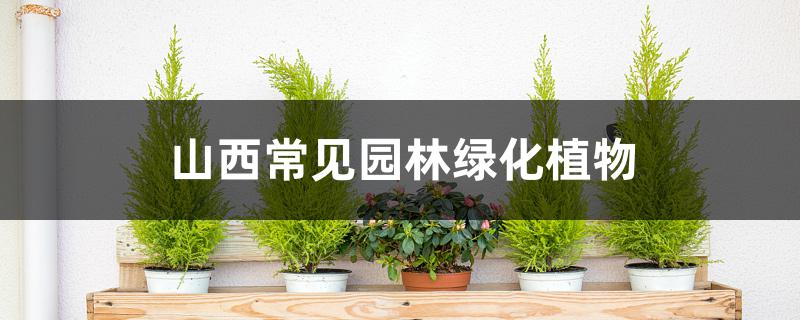 山西常见园林绿化植物 山西常见园林绿化植物