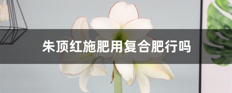 朱顶红施肥用复合肥行吗