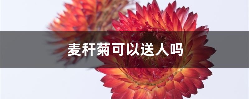 麦秆菊可以送人吗 麦秆菊可以送人吗