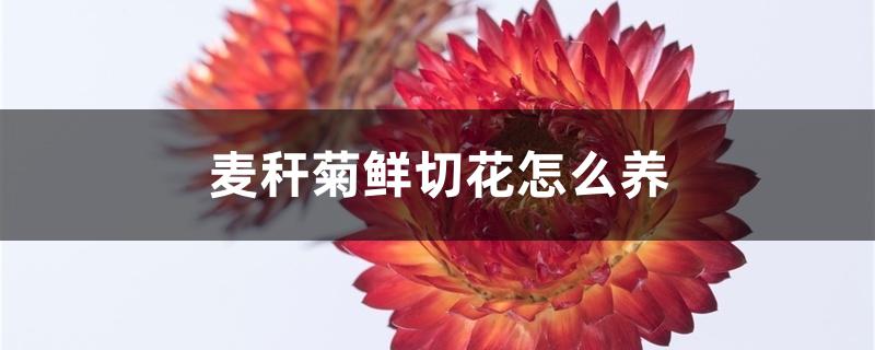 麦秆菊鲜切花怎么养