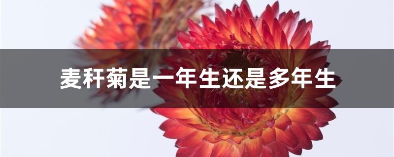 麦秆菊是一年生还是多年生 麦秆菊是一年生还是多年生