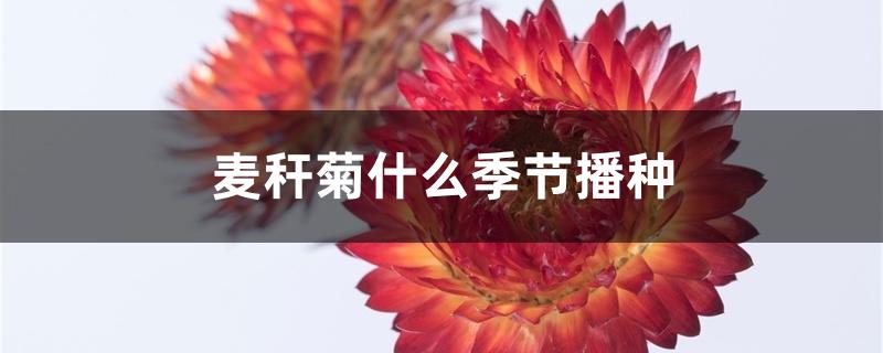 麦秆菊什么季节播种 麦秆菊什么季节播种