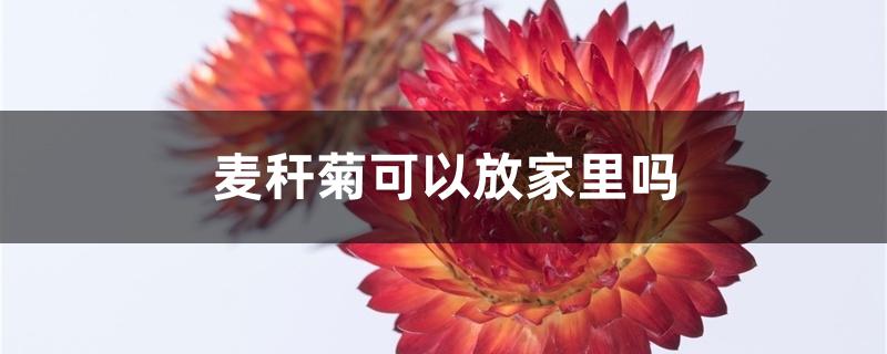 麦秆菊可以放家里吗 麦秆菊可以放家里吗