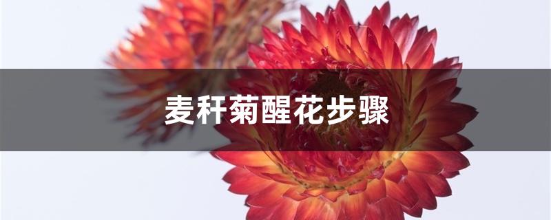 麦秆菊醒花步骤 麦秆菊醒花步骤