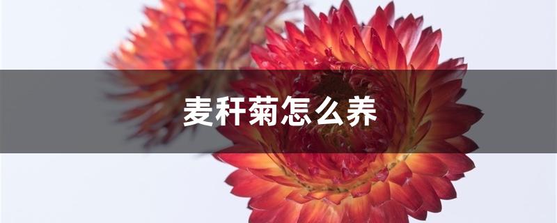 麦秆菊怎么养 麦秆菊怎么养