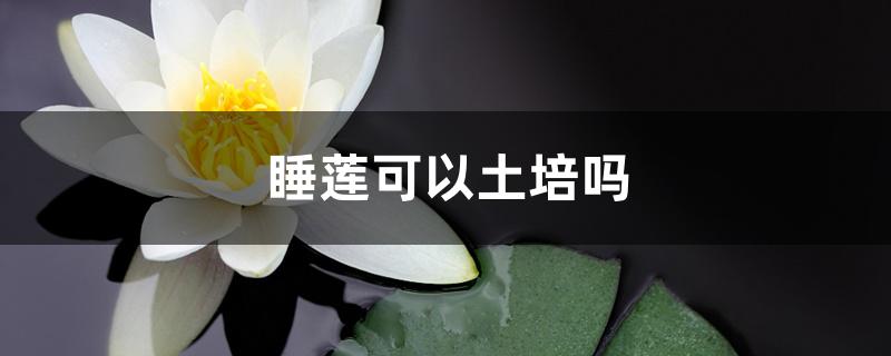 睡莲可以土培吗 睡莲可以土培吗