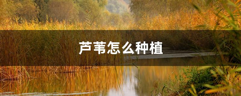 芦苇怎么种植 芦苇怎么种植