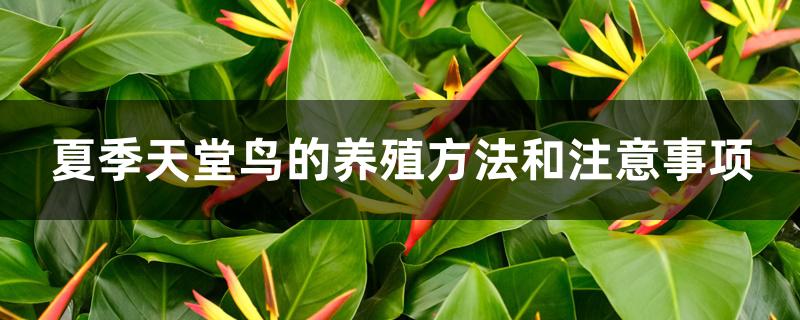 夏季天堂鸟的养殖方法和注意事项 夏季天堂鸟的养殖方法和注意事项