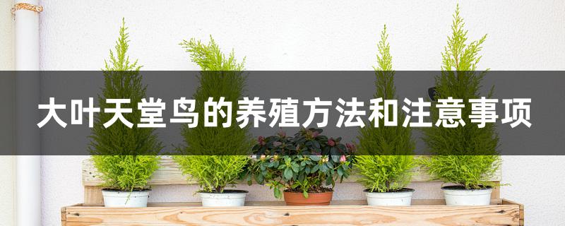 大叶天堂鸟的养殖方法和注意事项 大叶天堂鸟的养殖方法和注意事项
