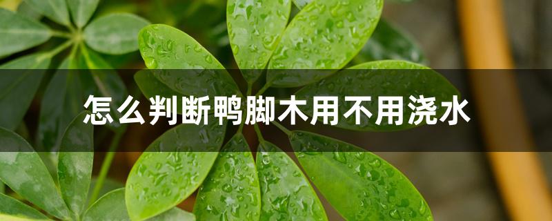 怎么判断鸭脚木用不用浇水