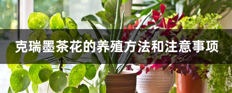 克瑞墨茶花的养殖方法和注意事项 克瑞墨茶花的养殖方法和注意事项