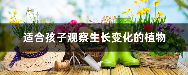 适合孩子观察生长变化的植物 适合孩子观察生长变化的植物