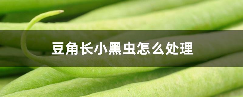 豆角长小黑虫怎么处理 豆角长小黑虫怎么处理