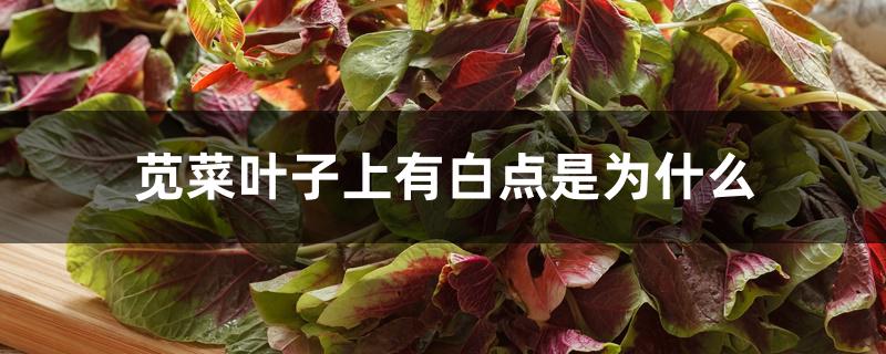 苋菜叶子上有白点是为什么 苋菜叶子上有白点是为什么