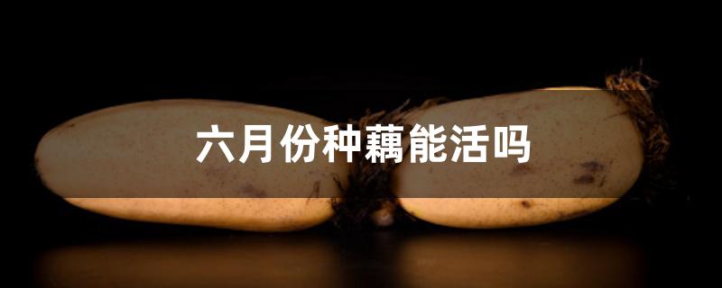 六月份种藕能活吗 六月份种藕能活吗