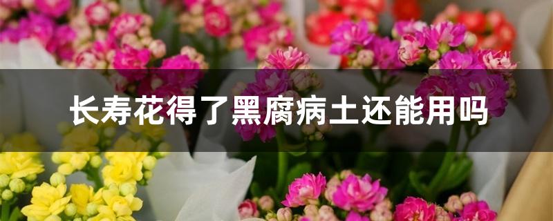 长寿花得了黑腐病土还能用吗 长寿花得了黑腐病土还能用吗