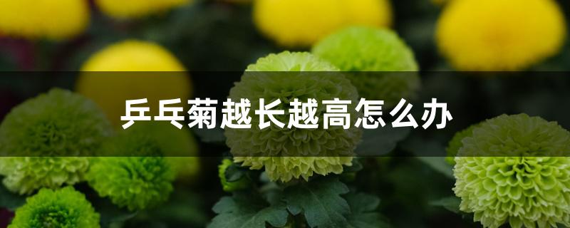 乒乓菊越长越高怎么办 乒乓菊越长越高怎么办