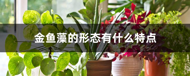 金鱼藻的形态有什么特点
