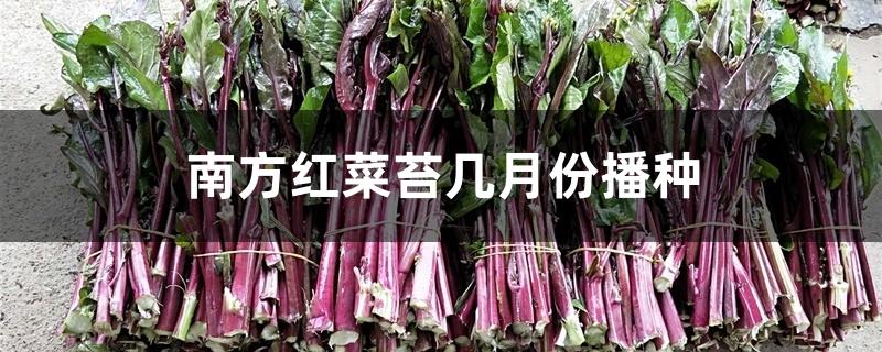 南方红菜苔几月份播种 南方红菜苔几月份播种